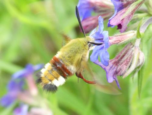 Hemaris fuciformis